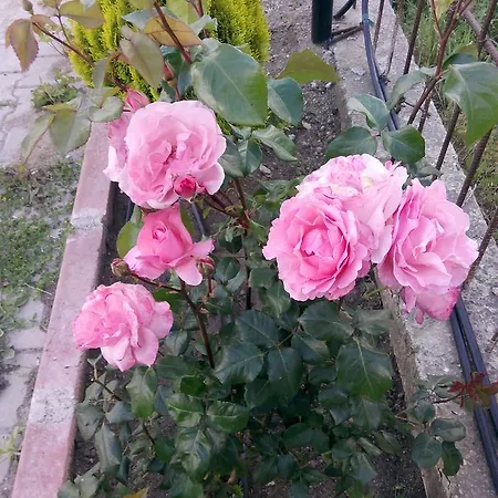 Ozcanlar Hotel Hamdibey