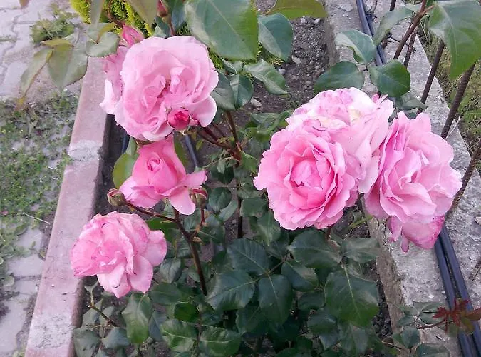 Ozcanlar فندق Hamdibey